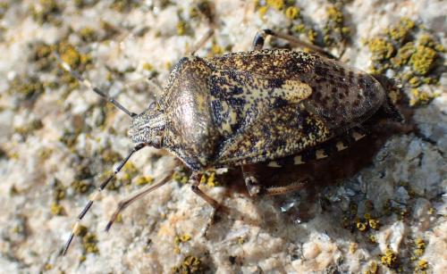 Réf. 223 992 : Rhaphigaster nebulosa